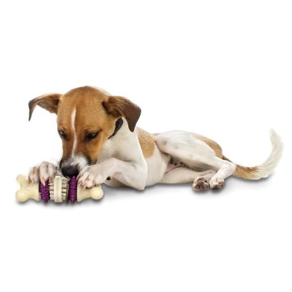 PETSAFE Bristle Bone M Bone Cleaner & Treat Toy - för hundar