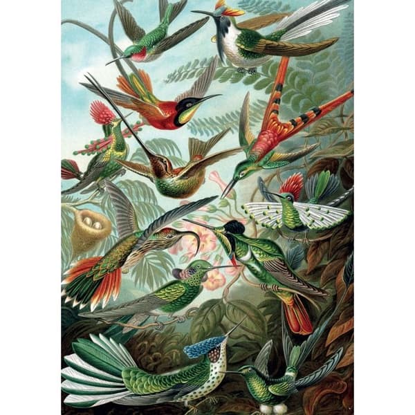HAECKEL - KOLIBRIS
