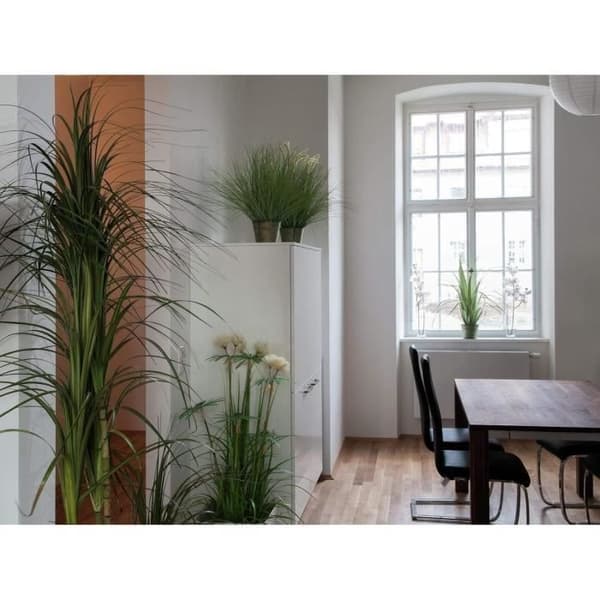 Europalms 82600145 Prydnadsgräs, 65 cm