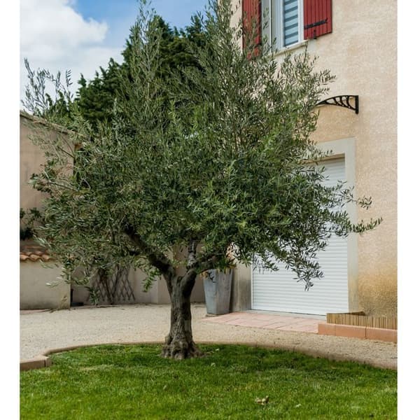 Filet à olives 50g/m2 WERKA PRO 8 x 8m - 64m²