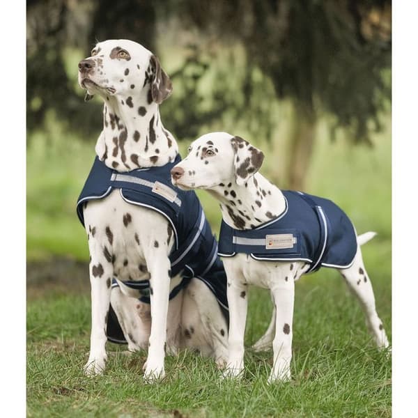 Vattentät hundjacka Waldhausen - marinblå - Blå - 50 cm
