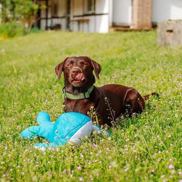 Nobby Pet Flytande Hundplush