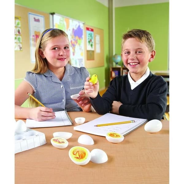 Lärresurser Chick Life Cycle Discovery Kit - LER2733