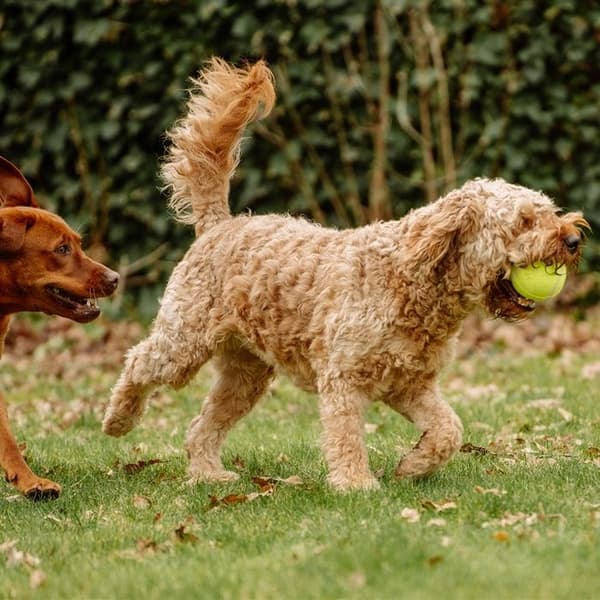 Nobby 60484 Tennisboll