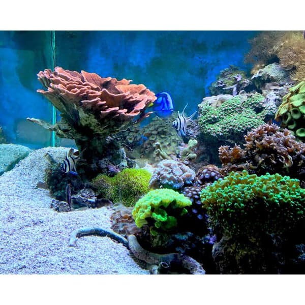 Underhåll - Seachem-behandling - 65 - seagel 100 ml