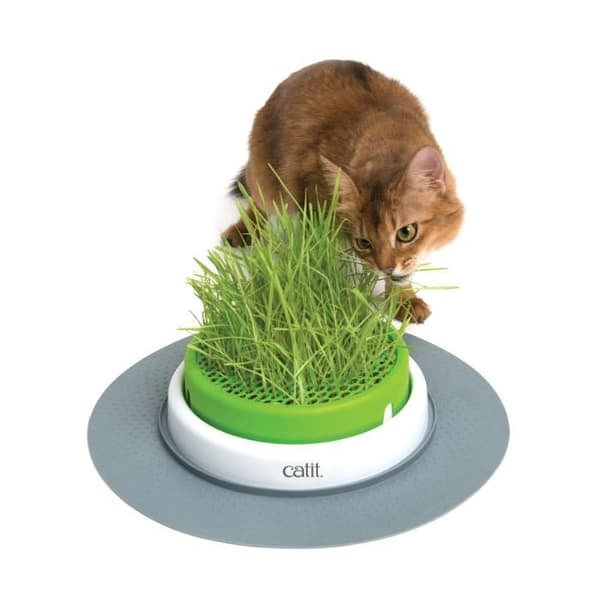 Kattgräs - CAT IT - Senses 2.0 - Grön - Inomhus - Liten