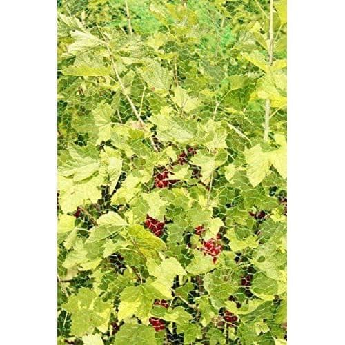 Skyddsnät - Windhager - 06005 - 8x8m - Lätt - Flexibel - Vit