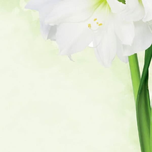Sigel Skrivpapper, 21 x 29,7 cm, 90g/m², fleur de lis vit, grön, 25 ark - DP463