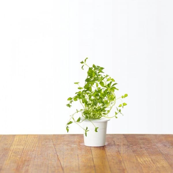 Oregano refill för inomhusträdgård - Klicka och växa