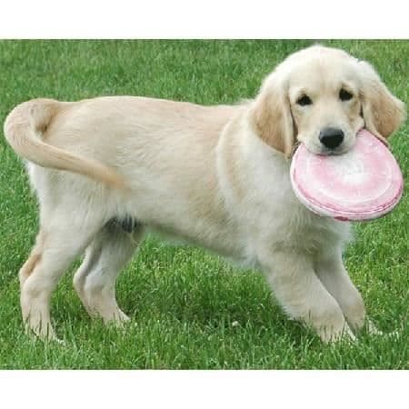 KONG Gummileksak Puppy Flyer Small - För valp