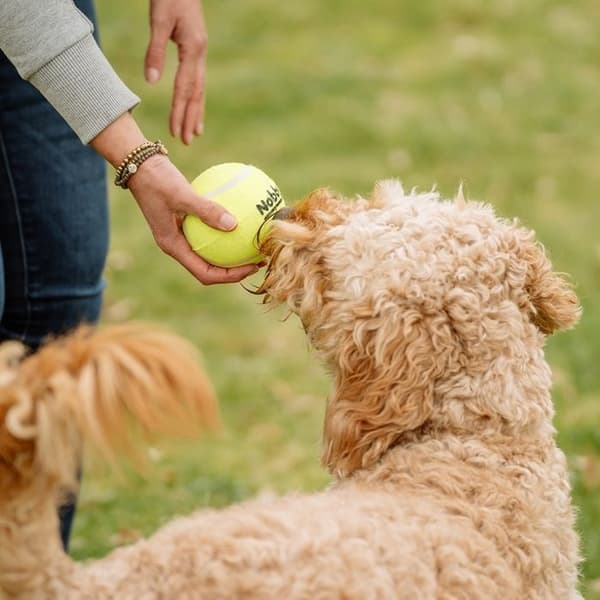 Nobby 60484 Tennisboll
