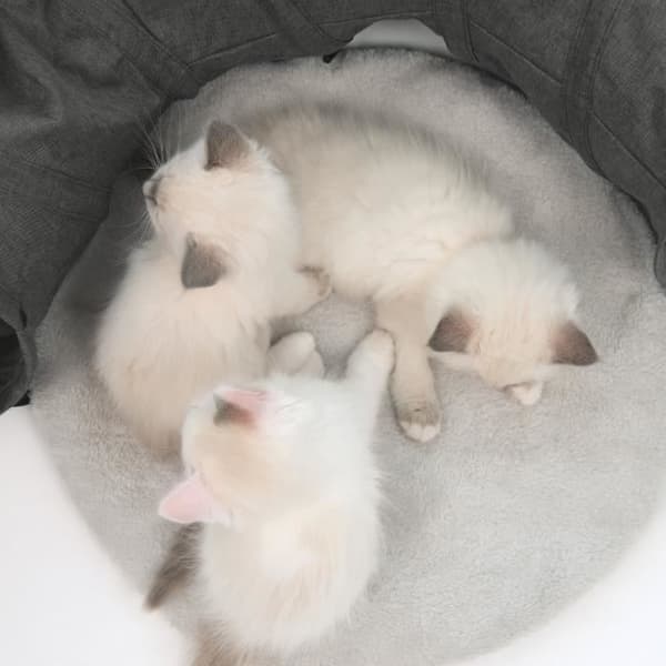 VESPER Tunnel - Grå - För katt 97x68x28cm