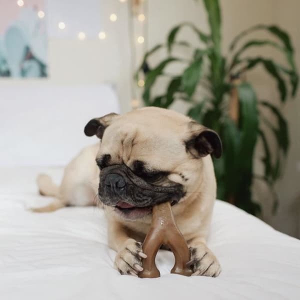 Wishbone Storlek L smak Bacon