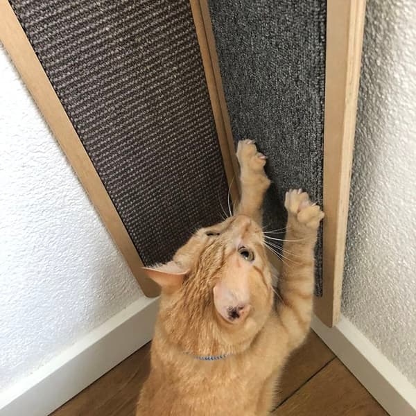 Katt hörn klösträd Ebi Krappa