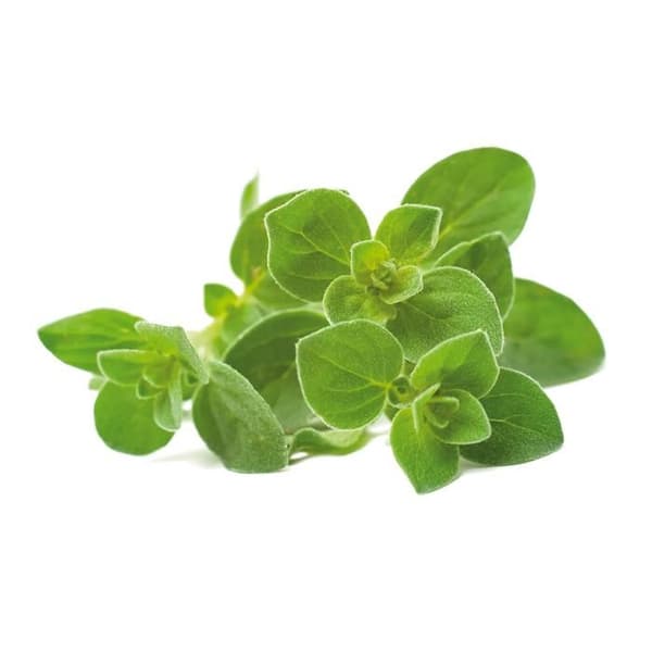 Oregano refill för inomhusträdgård - Klicka och växa