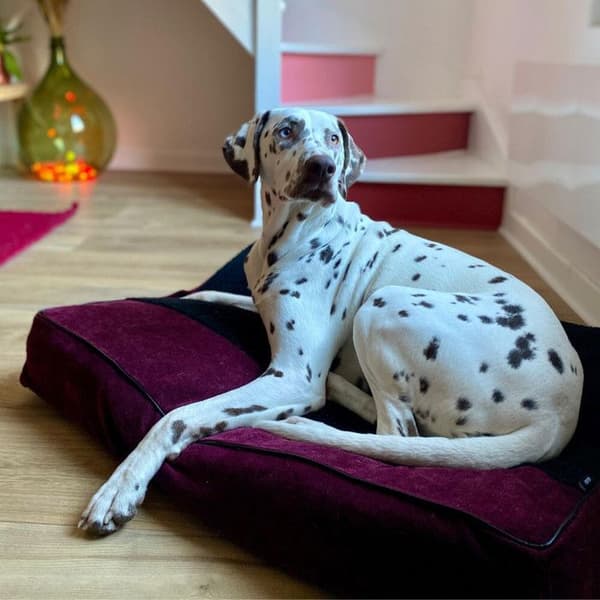 Hundkudde Martin Sellier Master - Lila - 80 cm