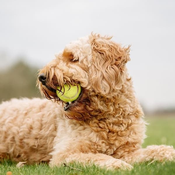 Nobby 60484 Tennisboll