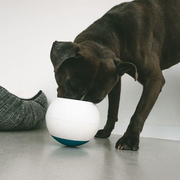 Duvoplus L antifrossande hundboll