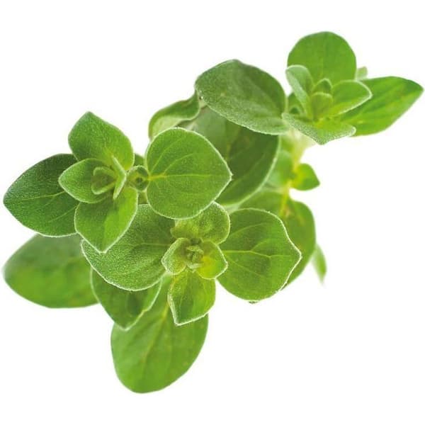 Oregano refill för inomhusträdgård - Klicka och växa