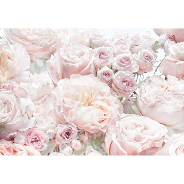 Fototapet Rosa