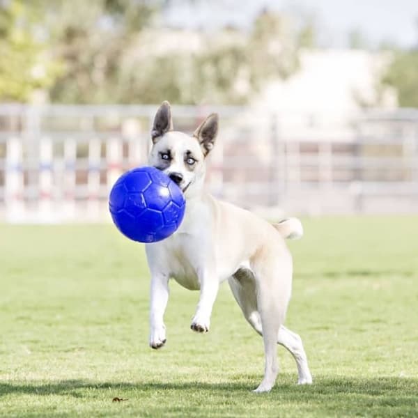 Jolly Pets Boll för hundar 15 cm Blå ocean