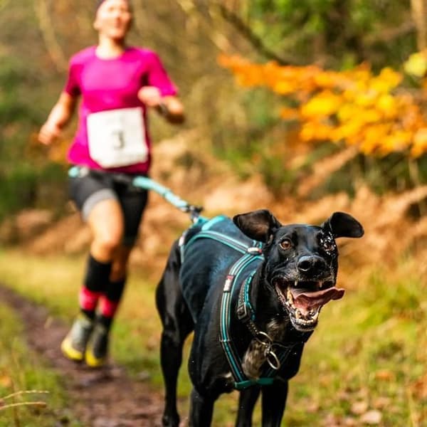 Harnes för hund I-DOG Canicross X-Back ONE - Blå - XXS