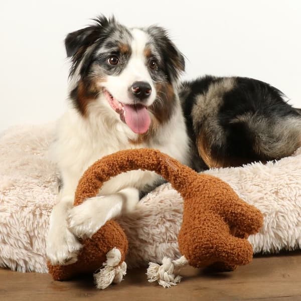 Hundens teddy-gojje George D&D Home