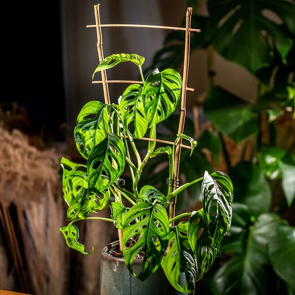 Bambu spaljé - Stegeformat växtstöd - 45 cm - 10-pack - För klätterväxter - Trädgård