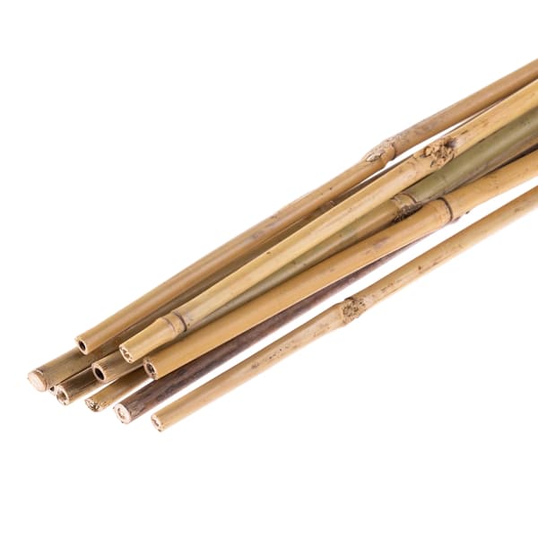 Bambukäppar för växter - Stödpinnar - 60 cm - Ø 10–12 mm - 25-pack