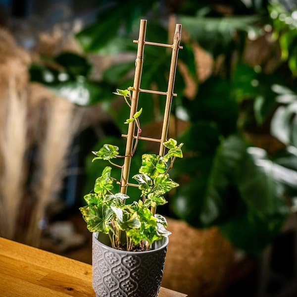 Bambustöd för växter - Stege för blommor - Pergola - 38 cm - Robust