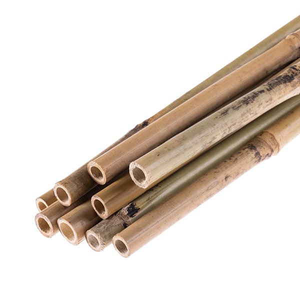 Bambukäppar för växter - Växtstöd - 150 cm - Ø18–20 mm - 25-pack