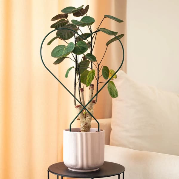 Växtstöd - Blomstertrellis - Stegeformad - 3-delad - Metall