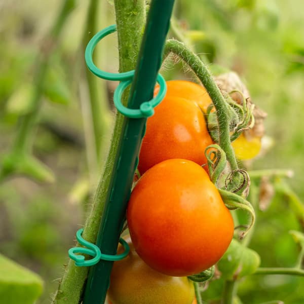 Tomatklämmor - Växtklämmor - För Uppbindning - 3 cm/4 cm - 40-pack