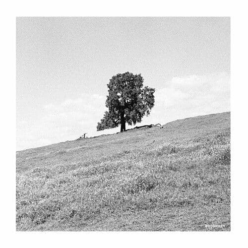Blank Gloss : Cornered CD (2023)