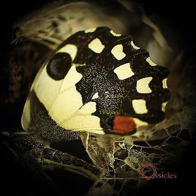 Ossicles : Music For Wastelands CD Pre-Owned