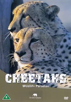 Safari: Cheetahs [DVD] – Dokumentti gepardeista