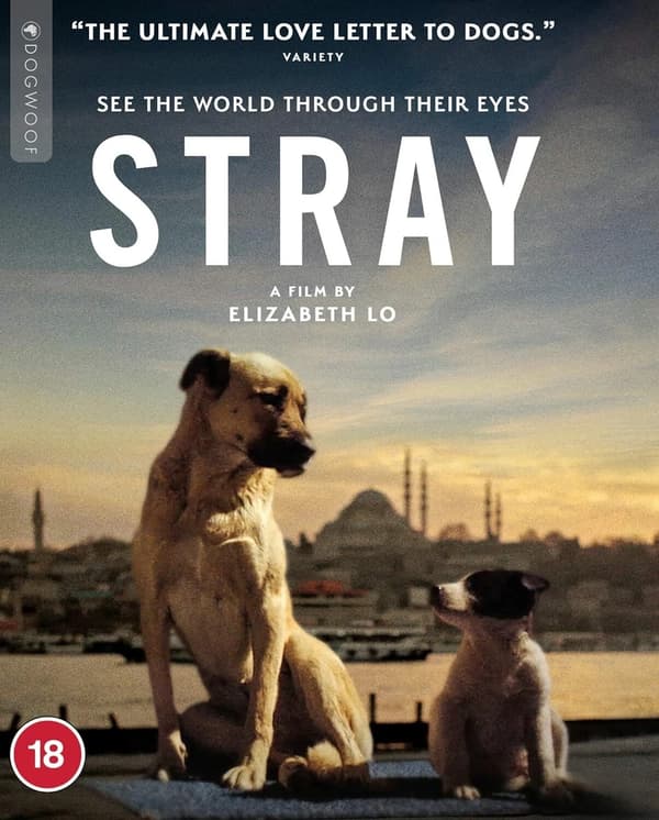 Stray Brand New