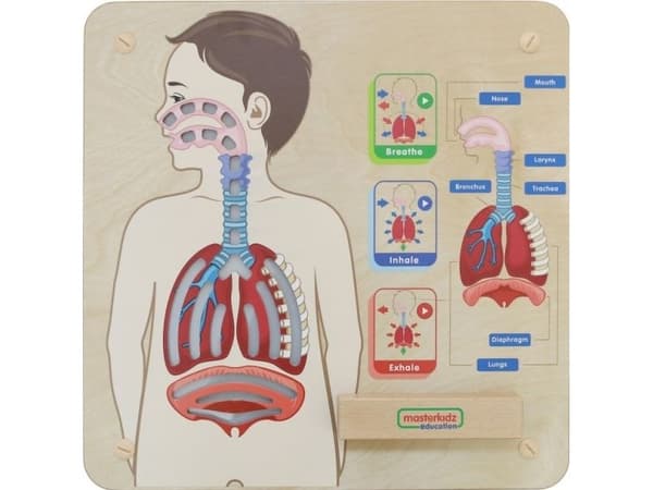 Masterkidz MASTERKIDZ Educational Board Respiratory System