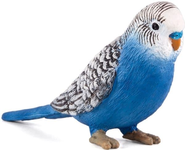 Mojo budgerigar, sininen