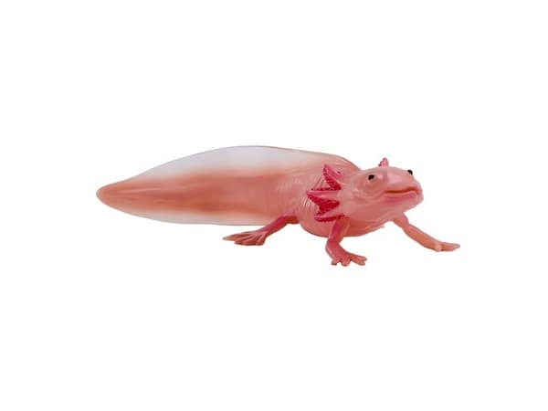 Axolotl