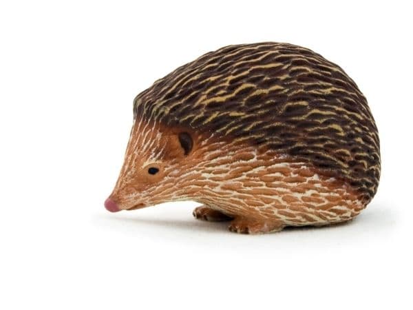 Mojo siili
