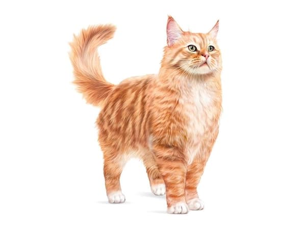 Royal Canin Ageing 15+ bitar i sås, våtfoder för katt – 12 x 85 g