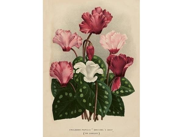 Carnet ST501 B6 + konvolutt Cyclamen