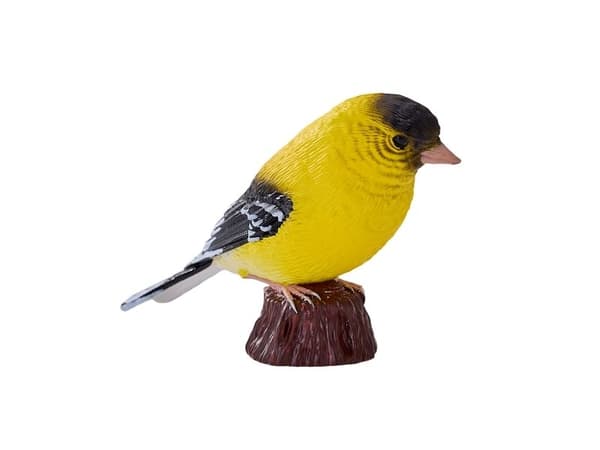 American Goldfinch