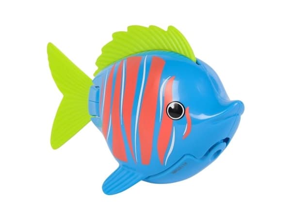 Rainbow Reef Fish - Beta Fish