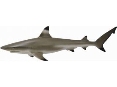 BLACKTIP REEF SHARK (M)