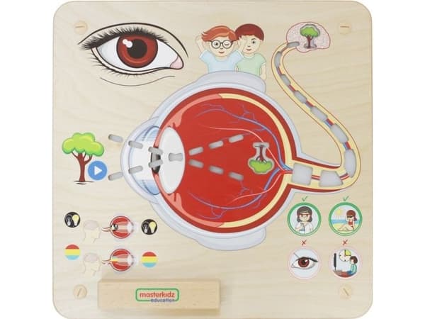 Masterkidz utbildningstavla för synsinne