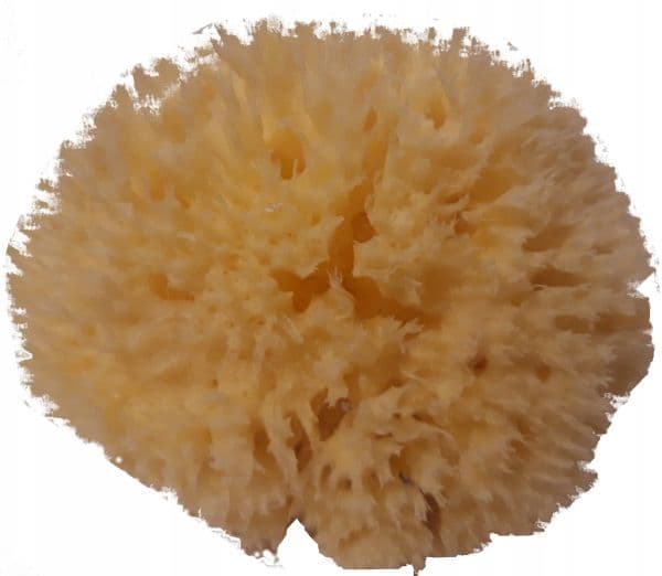 Babu® natursvamp nr 12