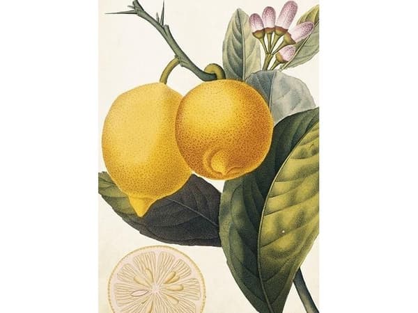ST367 B6 häfte + kuvert Lemon