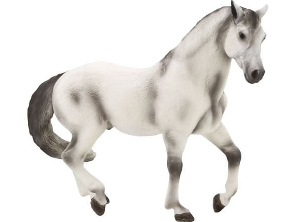 Mojo Andalusisk Hingst, Grå